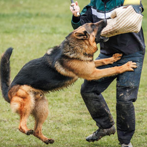 Tustin, CA Dog Bite Injury